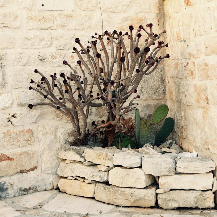 Bed and Breakfast Regina Di Ulivi Ostuni Exterior foto